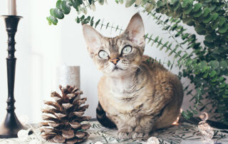 Cat and pinecone