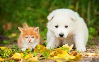 Puppy and Kitten in Leaves